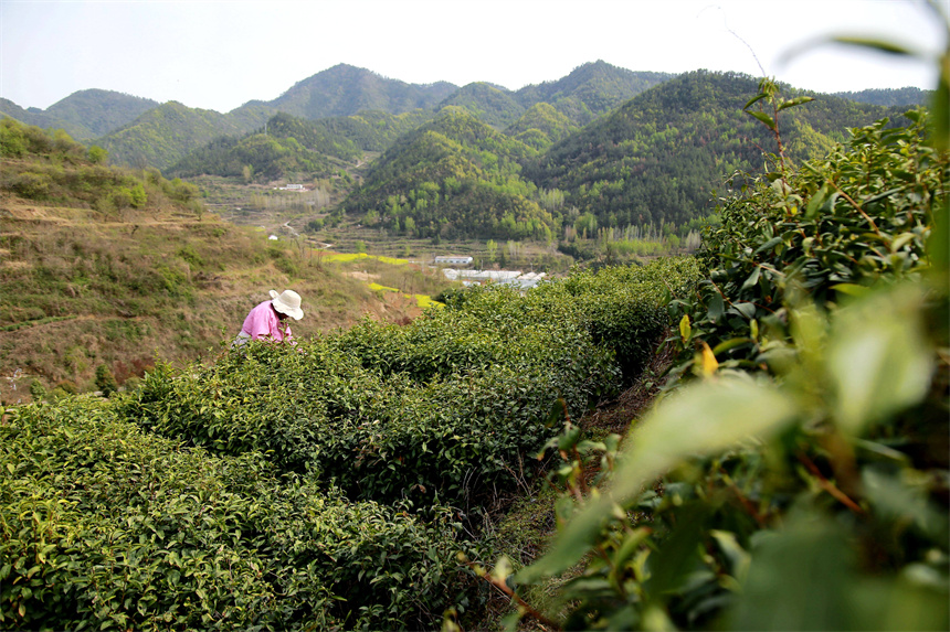 4月2日，在湖北省十堰市郧阳区谭家湾镇五道岭村，茶农在茶园采摘茶叶。  