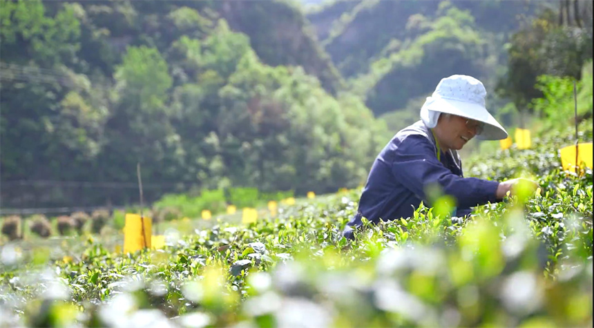 湖北十堰茅箭区：茶园飘香 “绿叶”变“金叶”