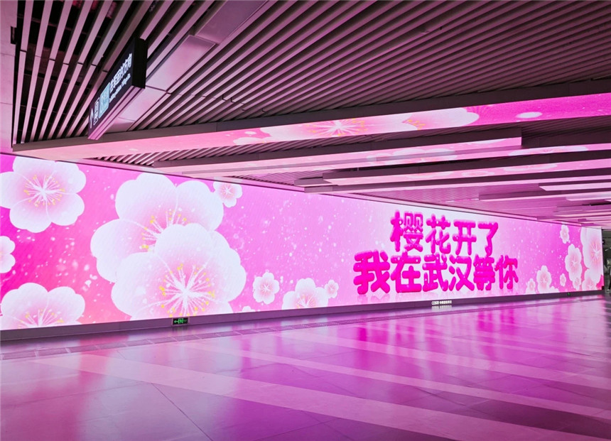 沉浸式打卡 赴“樱花倾城”的春日盛宴【2】