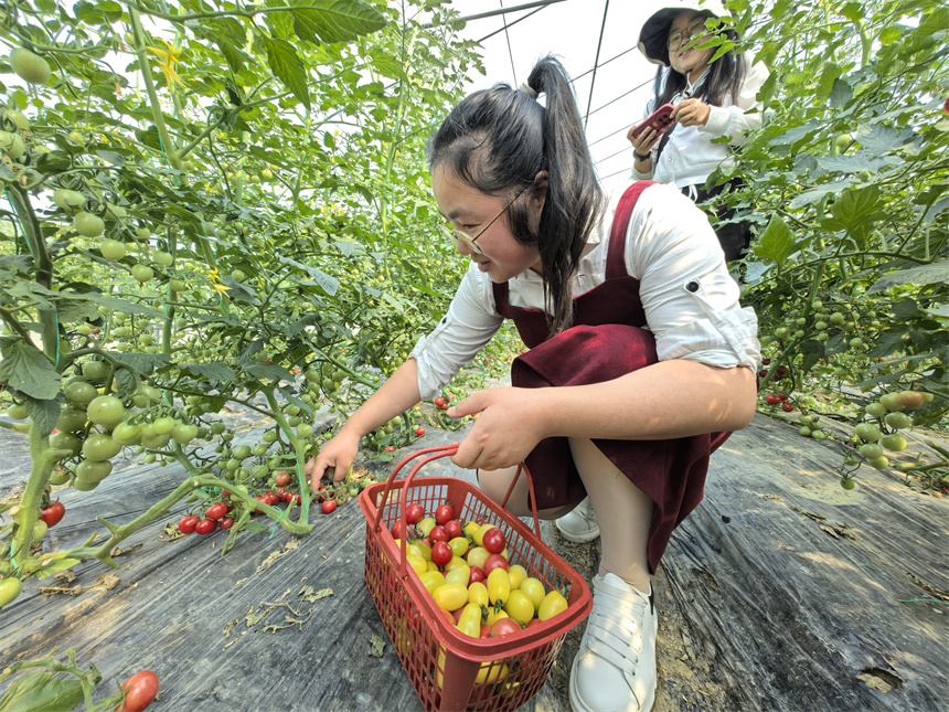 湖北咸安采摘游“多点开花” 农旅融合赋能乡村振兴