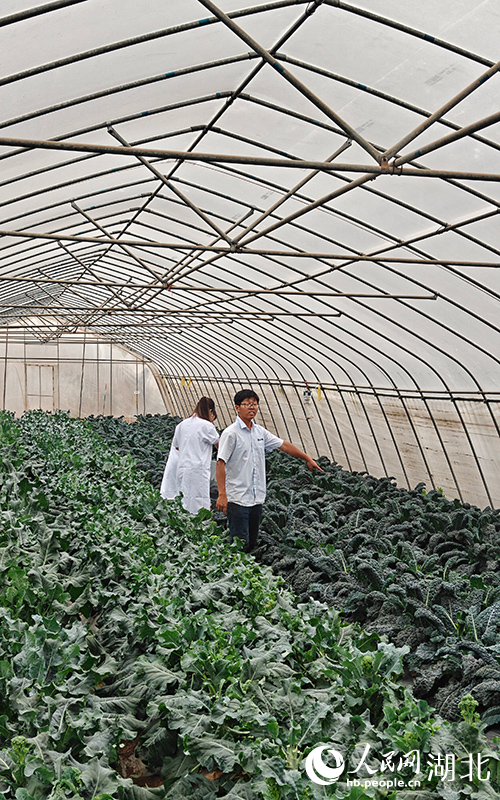 武汉农业检测中心工作人员在亚非农业科技园皱叶菜种植基地检测。