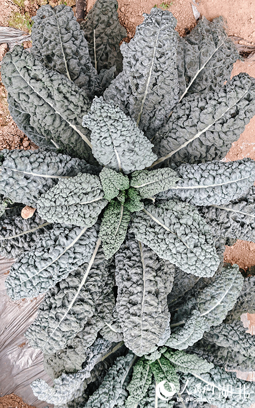 亚非农业科技园皱叶菜种植基地。