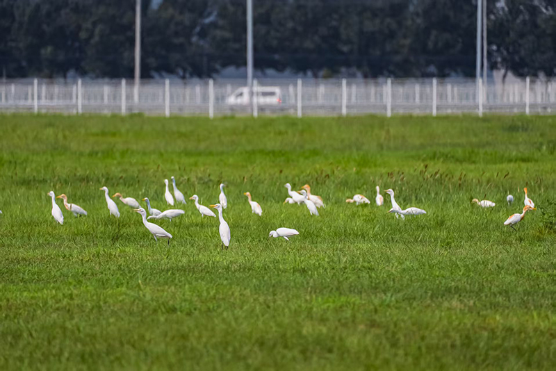 華晨寶馬裡達工廠內的水面、草坪，成了國家二級保護動物牛背鷺的棲息地。華晨寶馬供圖