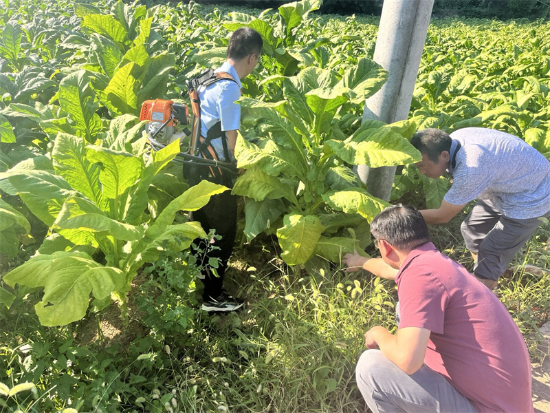 环剥器应用现场。