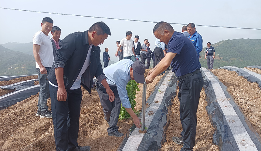 将技术指导落实到田间地头。彭景洋摄