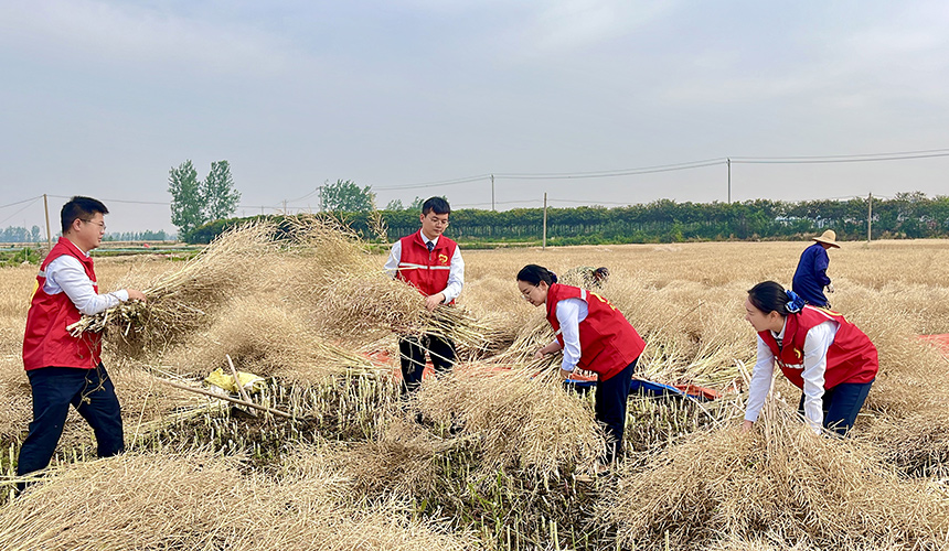 襄阳运营公司组织志愿者深入田间地头，帮助驻地群众收割油菜。
