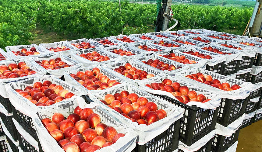 采摘分拣完毕的红冠桃将发往全国各地。