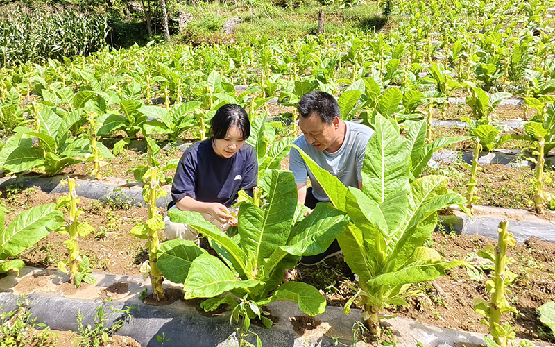 業務導師帶領新進員工學習煙葉採收