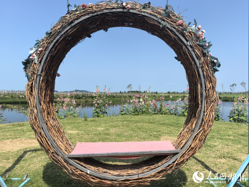 梁子湖区水草科普基地。人民网记者 周雯摄
