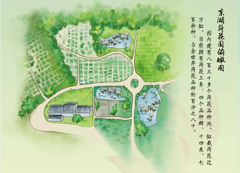 东湖荷花园俯瞰图。