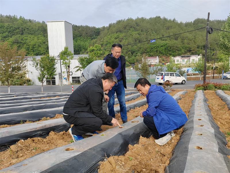 湖北省烟草科学研究院专家一行在竹山县烟区田间地头会商抗旱移栽举措。十堰市烟草专卖局（公司）供图