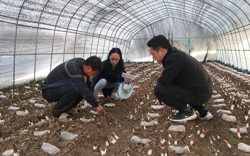 安家乡长岗岭村羊肚菌大棚里村民们正忙着采摘成熟的羊肚菌。郧轩文摄