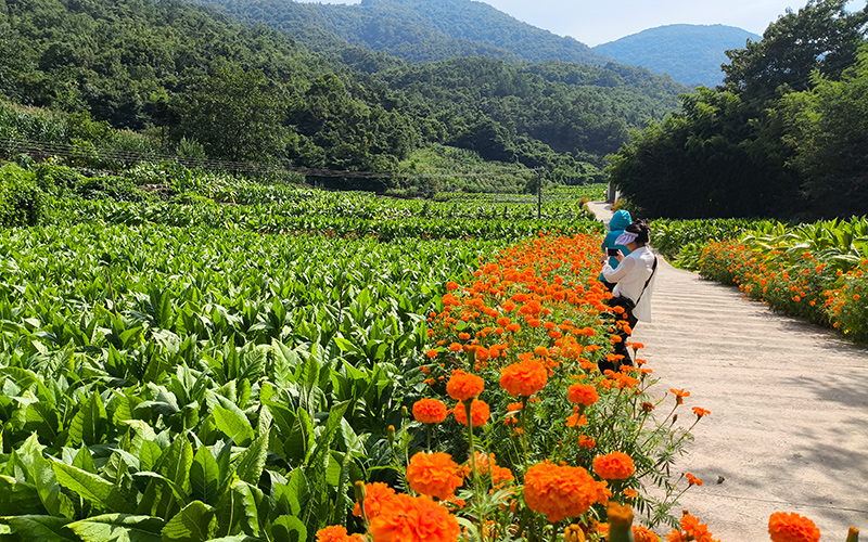 夏天烟田边万寿菊尽情绽放