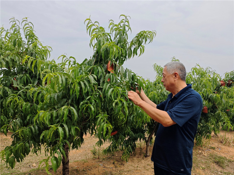 駐村工作隊員協助果農疏果
