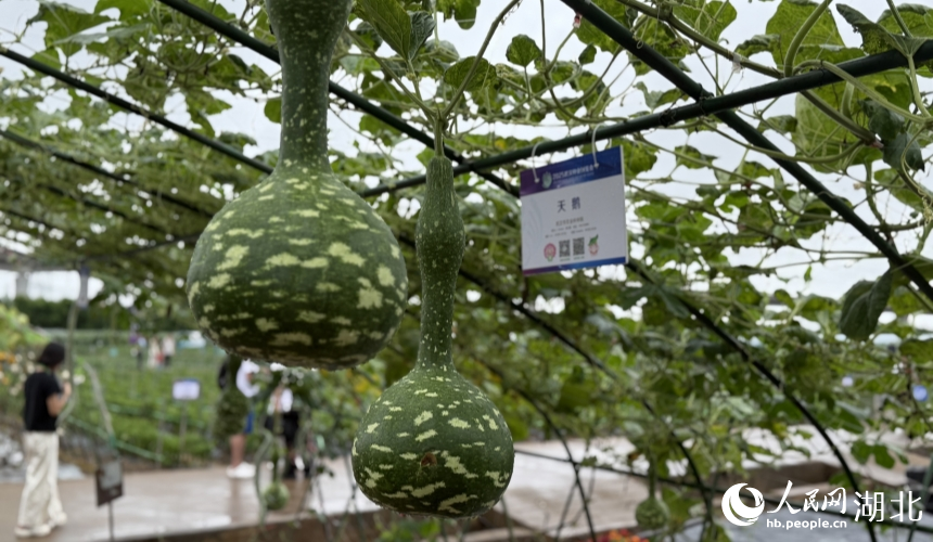 名为“天鹅”的葫芦，有着修长的“脖颈”和圆润的“肚子”。