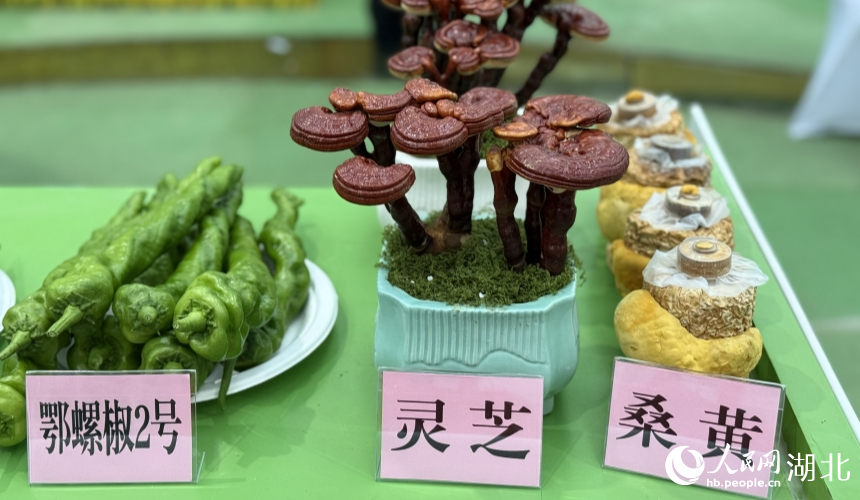湖北省农科院展出的灵芝、桑黄等。