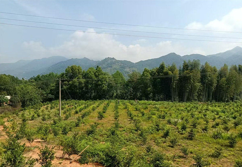 油茶基地。張攀攝