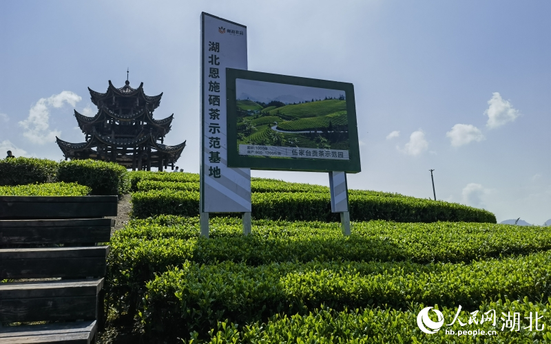 湖北恩施硒茶示范基地。人民網記者 周恬攝