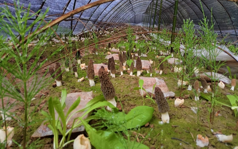 楼台乡羊肚菌种植基地。谭斌摄
