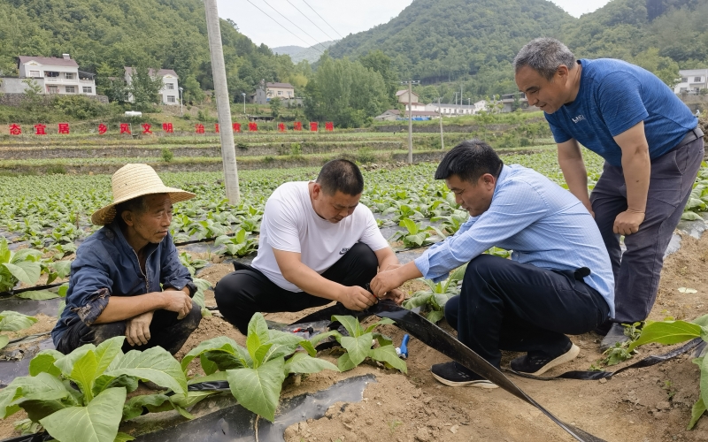 煙葉技術員(左二、左三)幫助煙農鋪設滴灌帶場景。