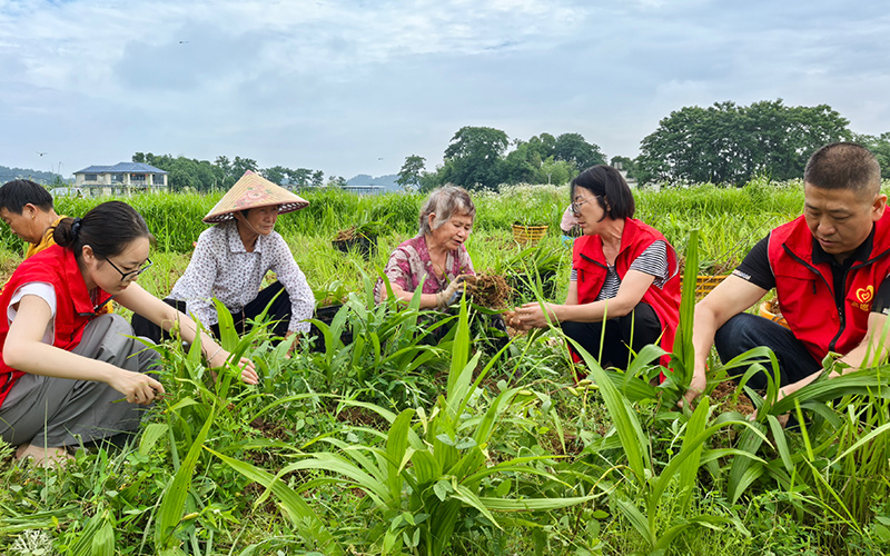 崇陽縣煙草專賣局組織志願者開展白芨採收專項志願服務。