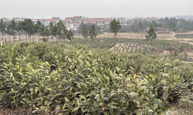 新春走基層︱荒山變茶園
