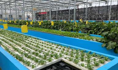 武漢加快打造超大城市農業農村現代化重要樣板