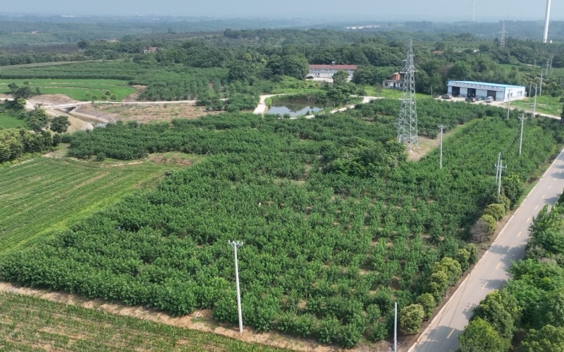 “柴綠”花椒種植基地俯瞰。