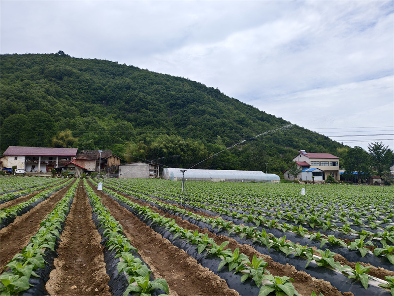 节水灌溉现场。