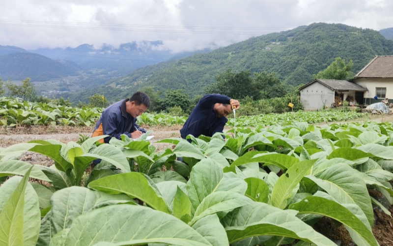 湖北宜昌秭歸煙區廣袤的煙田。