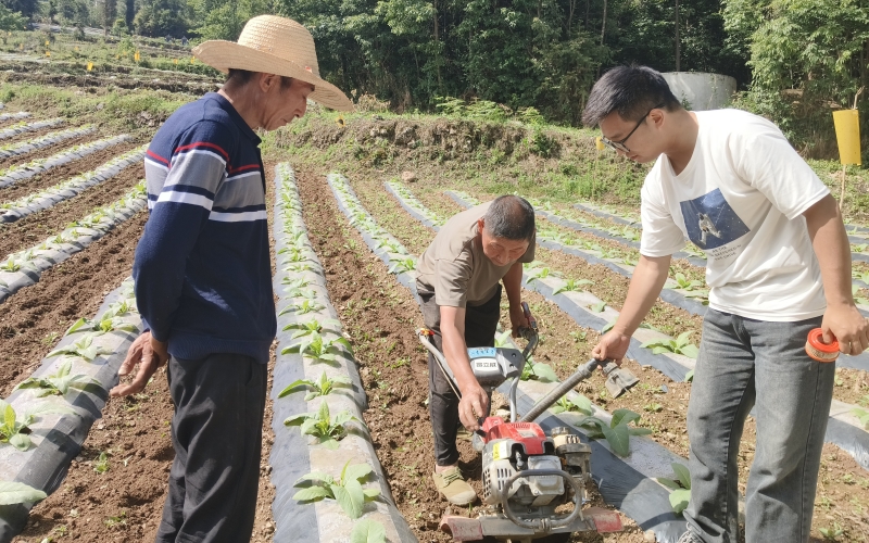 湖北宜昌秭歸煙區煙田。