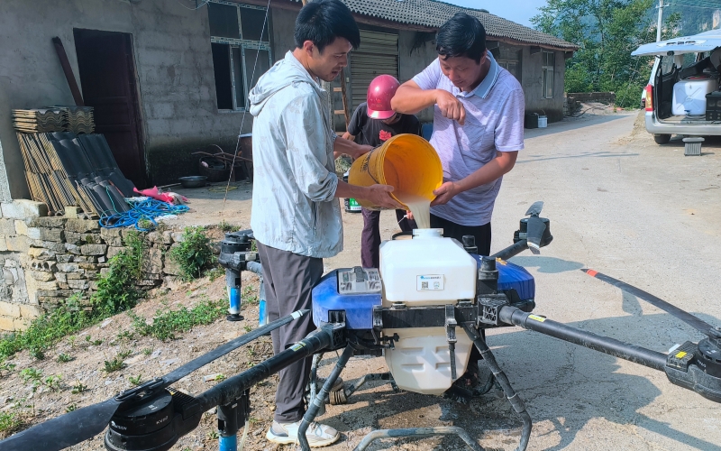 湖北宜昌秭歸煙區廣袤的煙田。