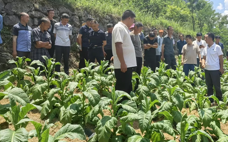 湖北宜昌秭歸煙區廣袤的煙田。