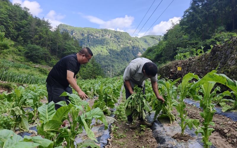 湖北興山打好煙葉救災保衛戰。
