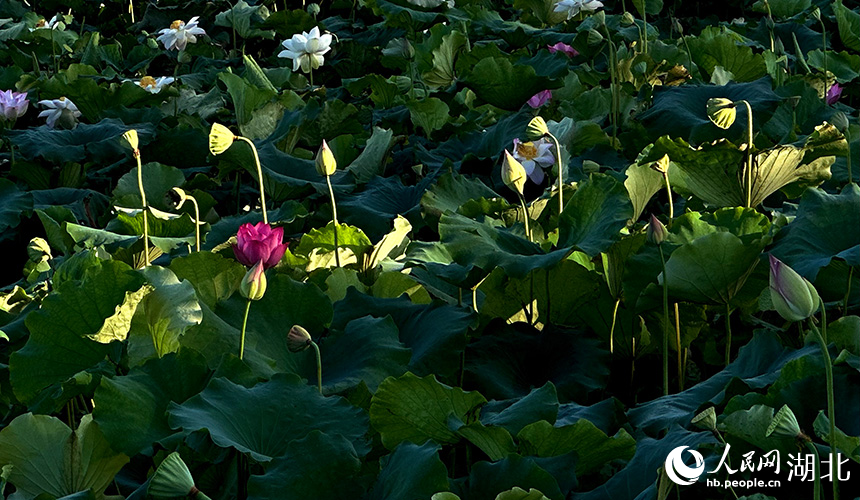 夏日荷花盛开。