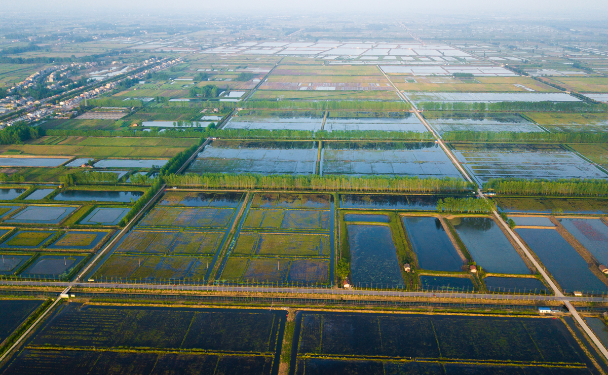 仙桃稻鳝基地