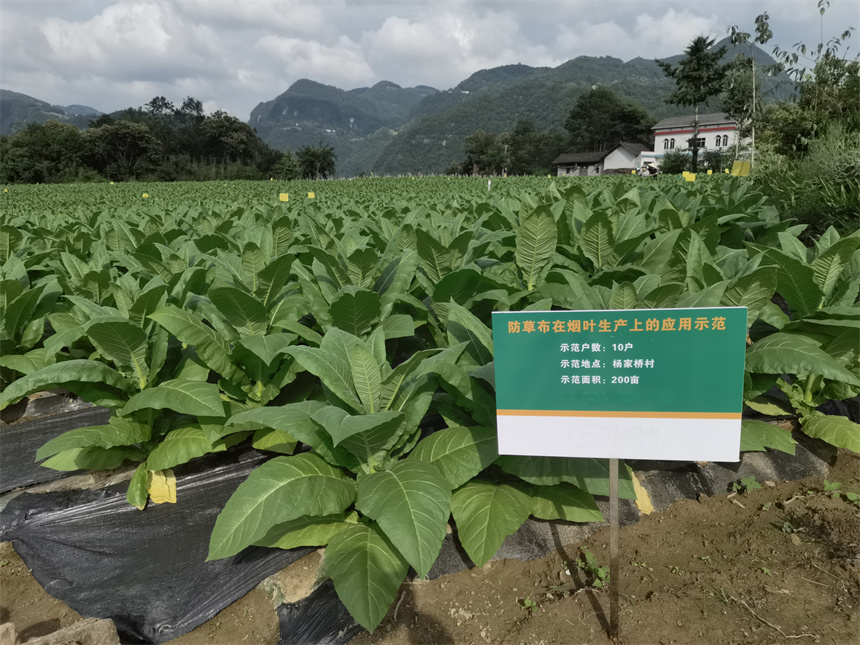 推广的防草布在烟叶生产上的应用示范。