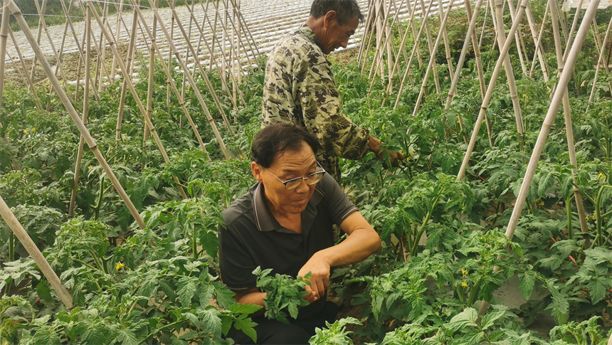 驻村队员在田间帮助菜农抹芽。