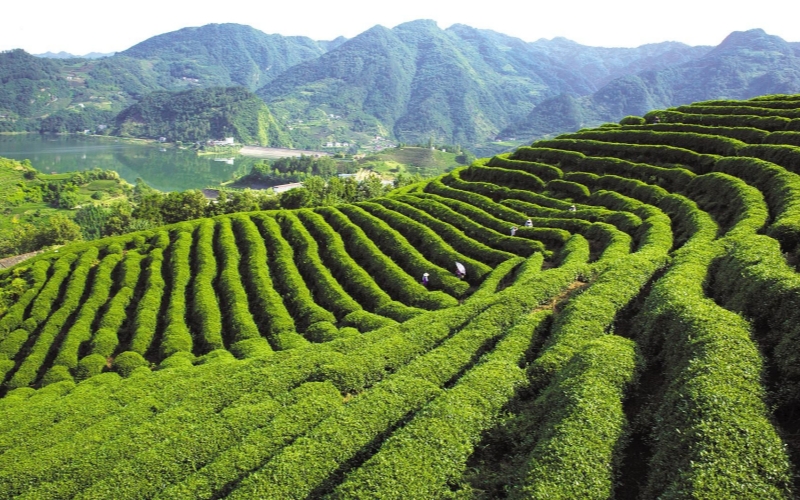 国烟援建的刘家山高山茶园。高竹摄