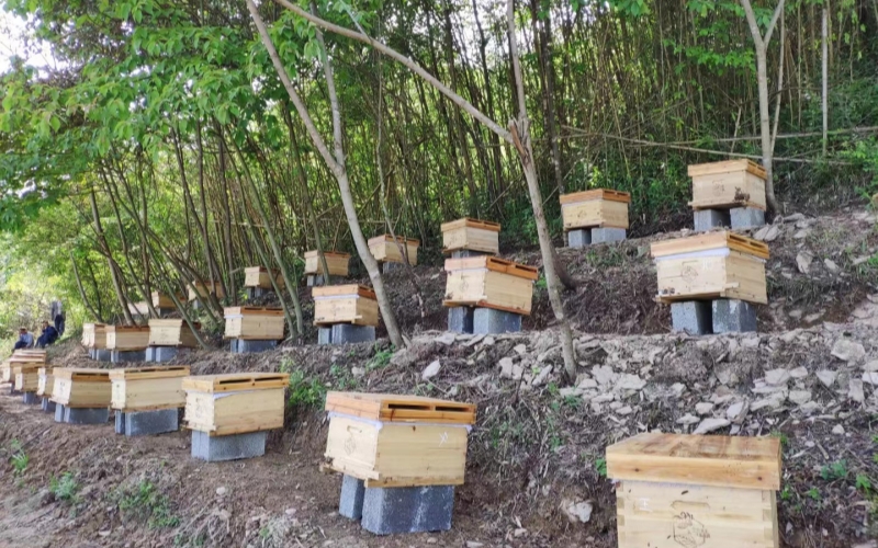 崔维军养殖的中华小蜜蜂。高竹摄