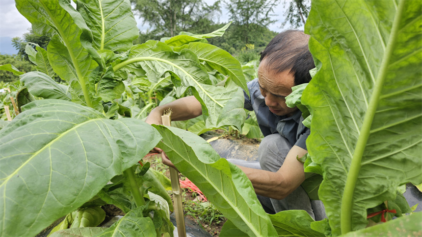 秭归县烟草专卖局（营销部）磨坪烟叶收购站组织全站人员扶正受灾烟株减少烟农损失。
