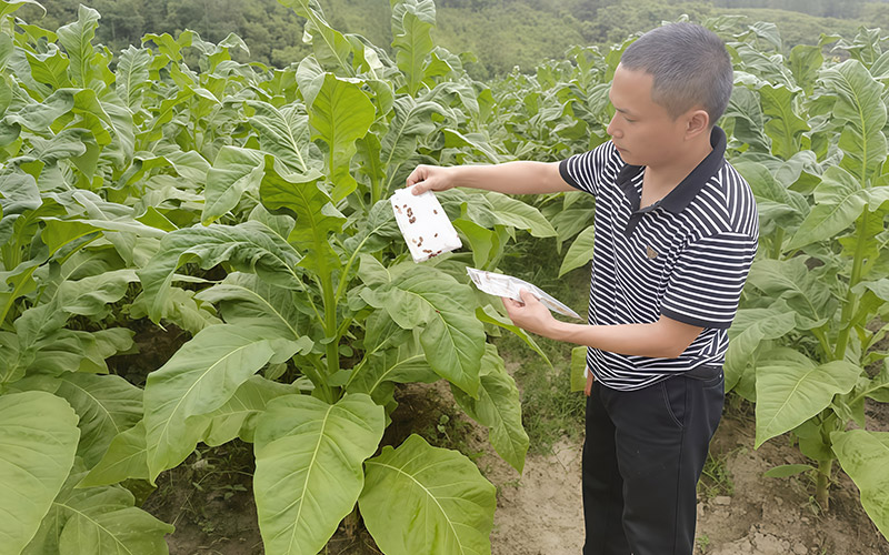释放蠋蝽和异色瓢虫现场。朱文静摄
