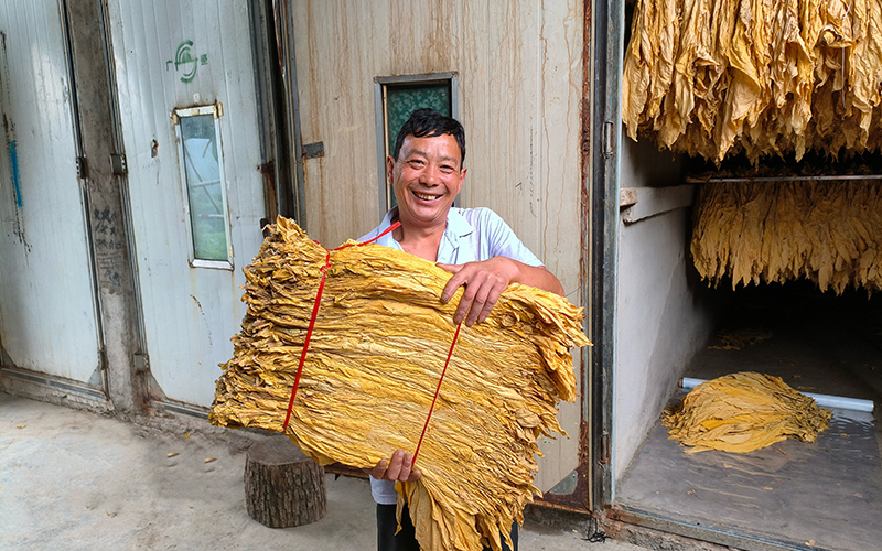 烟叶烘烤分级现场。朱文静摄