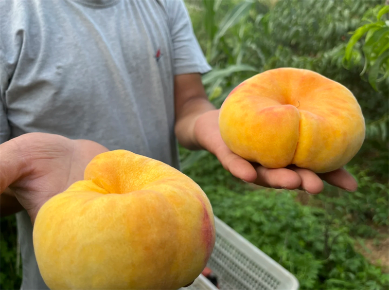 刚从果园树上摘下的黄桃