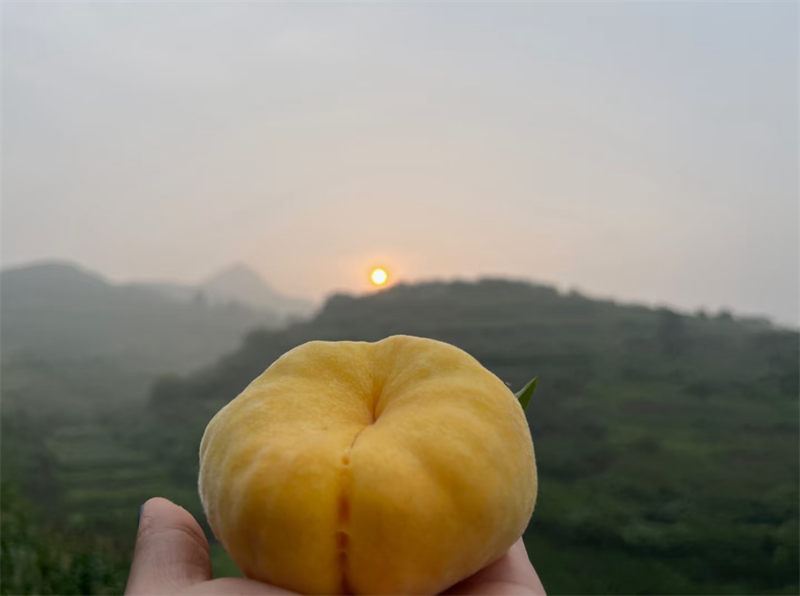 七家畈村的黄桃