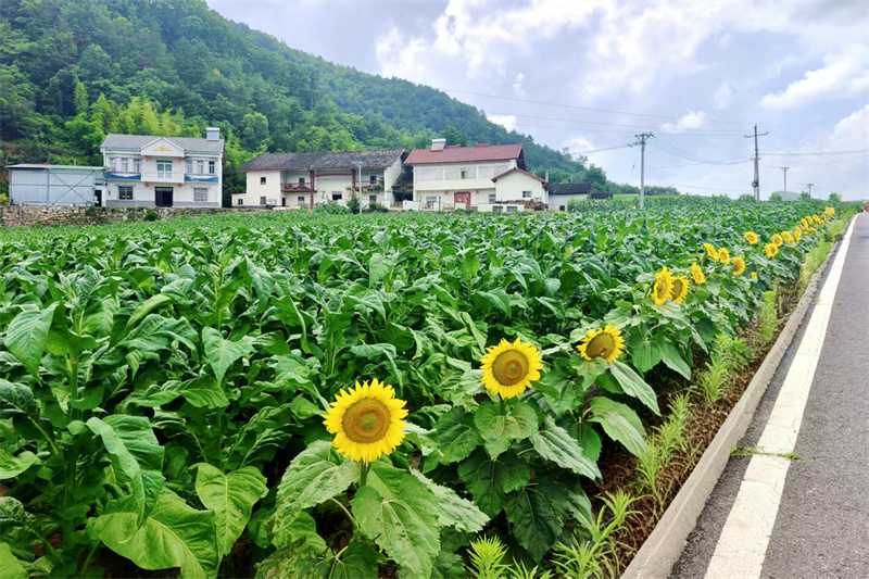 烟田边金灿灿的油葵。