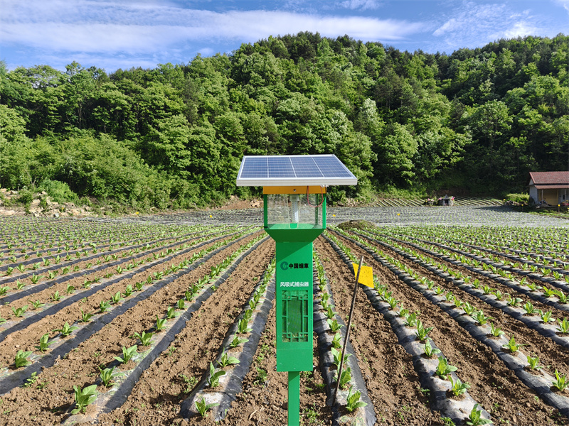 烟田里的太阳能杀虫灯。