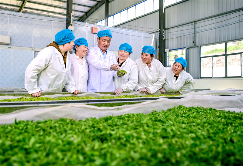查看炒茶情况。沈雷平摄