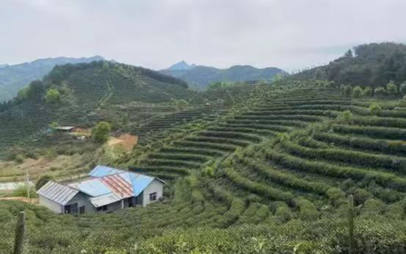 茶园