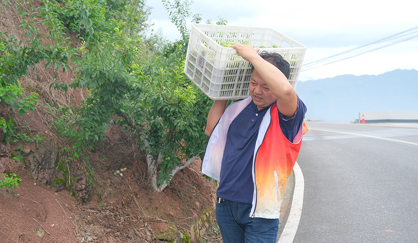 秭归县局（营销部）助农突击队帮助残疾零售客户搬运水果。